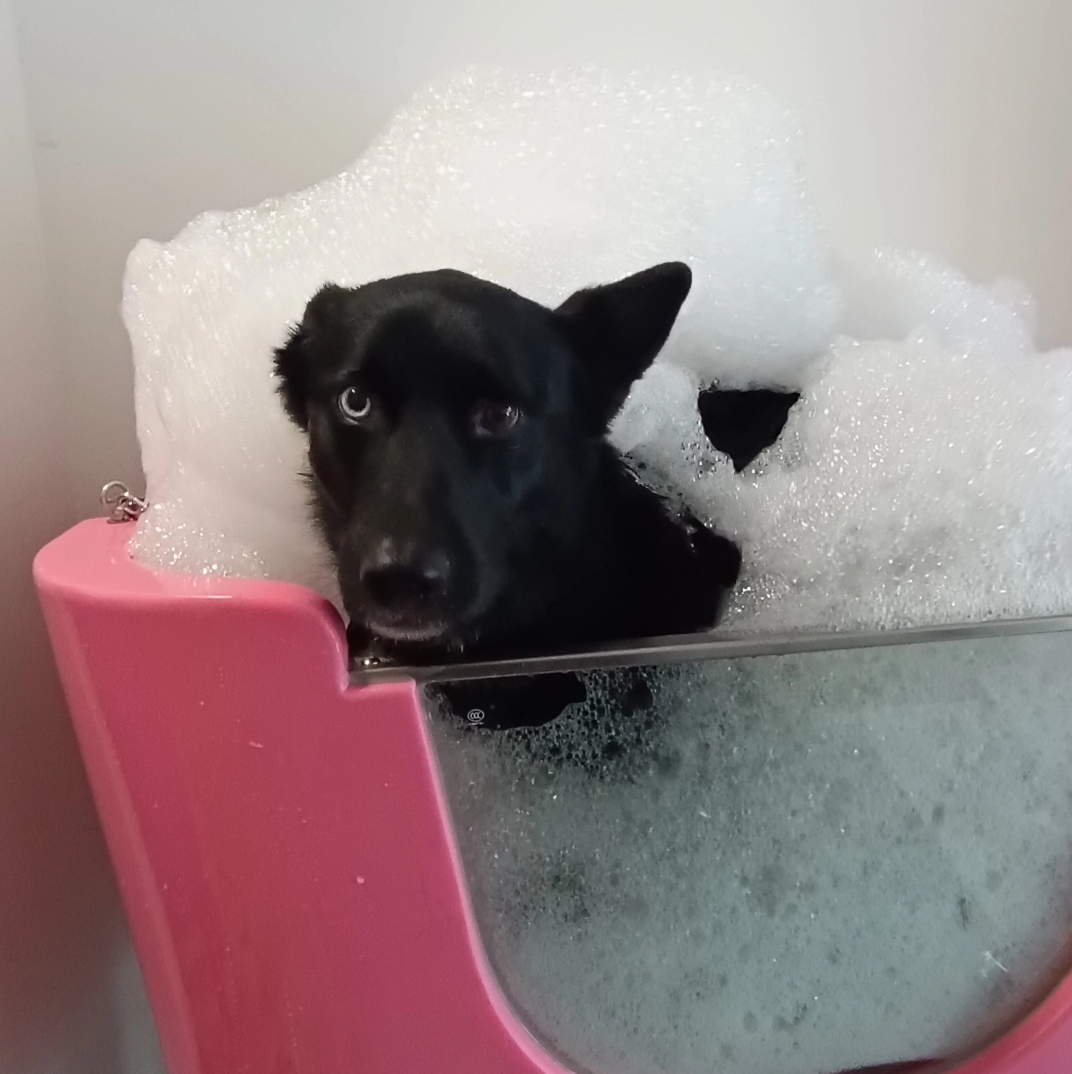 Diego - kąpiel ozonowa z hydromasażem wraz z kosmetykami ułatwiającymi wybicie podszerstka.