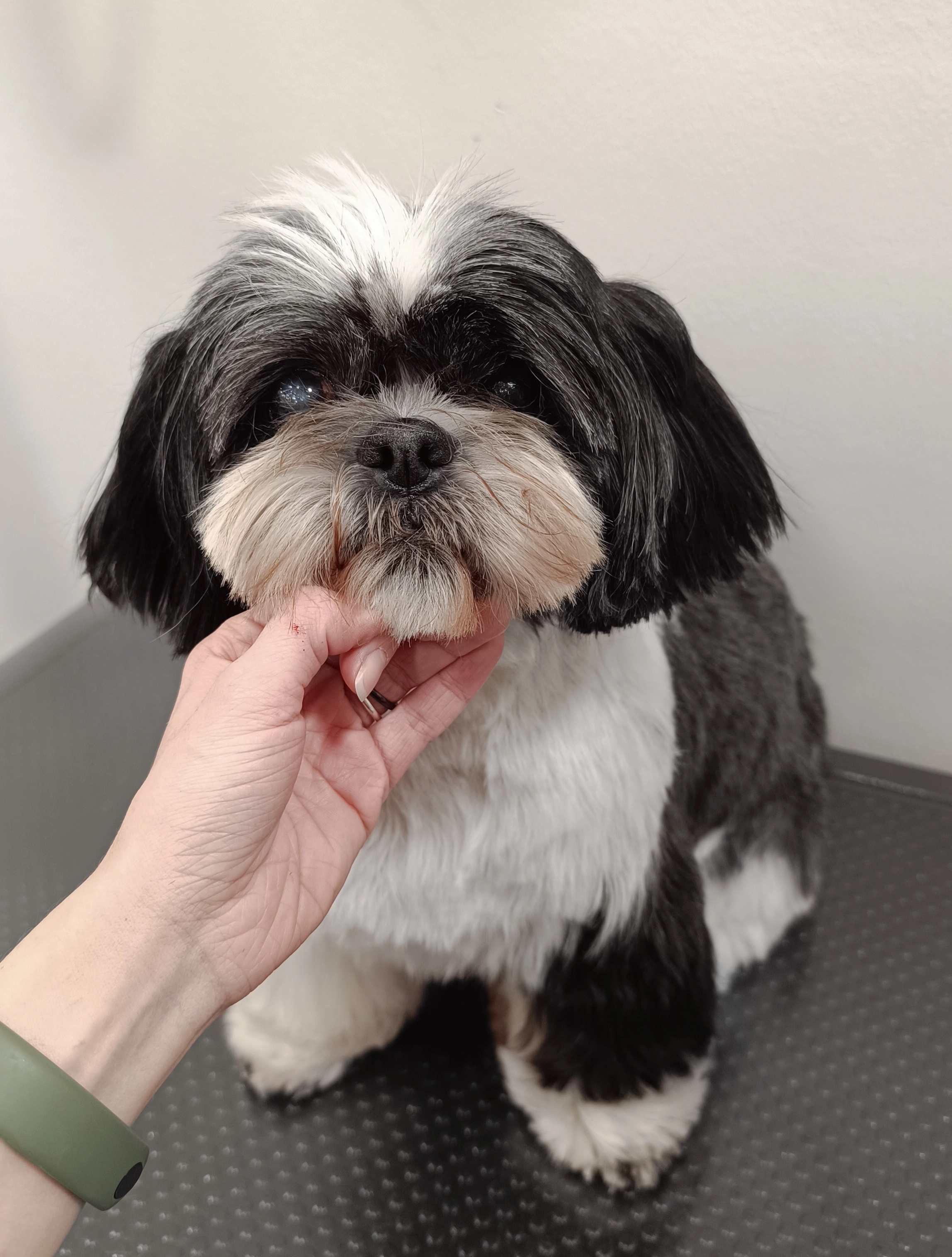 Shih tzu, Daisy. Kąpiel ozonowa z hydromasażem z dedykowanymi szamponami, suszenie czesanie, strzyżenie i na życzenie klienta dłuższe łapki. salonie Lok&Dog